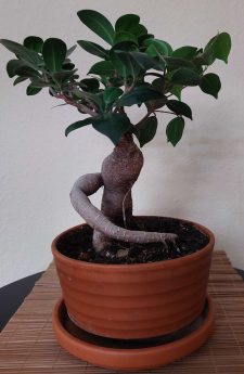 PuA 01